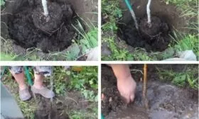 высадка сливы