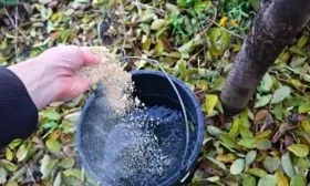 подкормка сливы