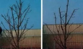 Обрезка сливы