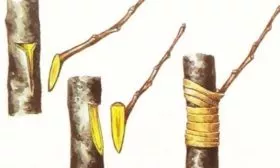 размножение сливы прививкой