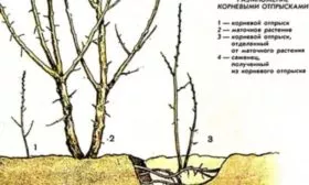 размножение сливы отпрысками