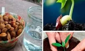 размножение сливы из косточки