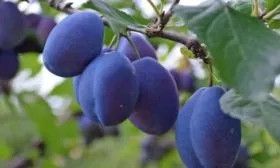 слива Синий дар