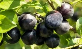 слива Тульская чёрная