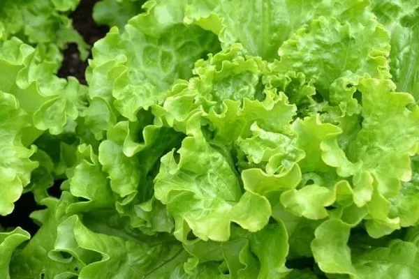 Салат Бутерброд