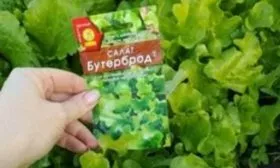 Семена салата