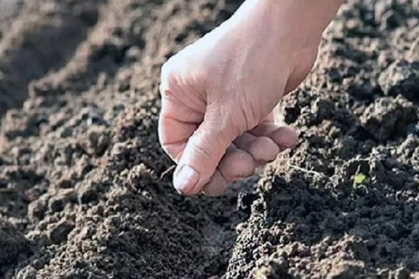 посев семян салата