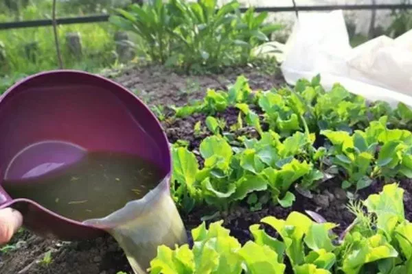 уход за листовым салатом