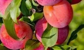 Слива Рубин