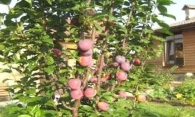 Внешний вид дерева сливы