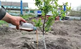 уход за сливой