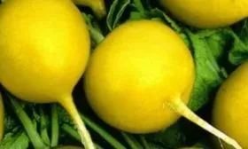 Редис Злата