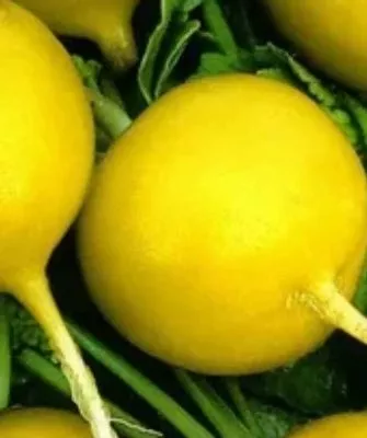 Редис Злата