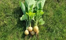 посев редиса