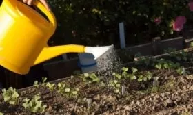 уход за редисом