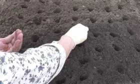 посев редиса