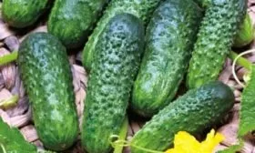 сорт огурцов уран