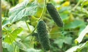 внешниий вид плодов и кустов огурца уран