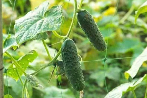 внешниий вид плодов и кустов огурца уран