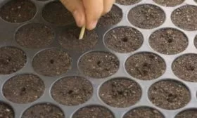 посев огурцов