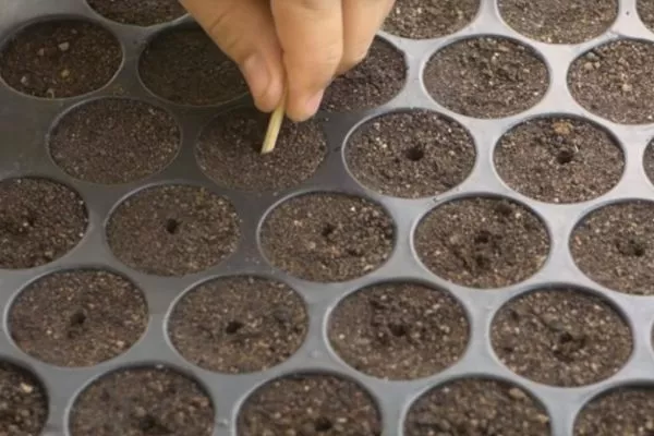 посев огурцов