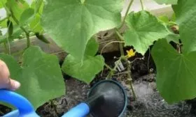 полив огурцов