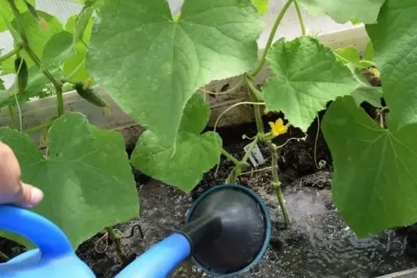 полив огурцов