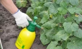 Опрыскивание кустов от вредителей