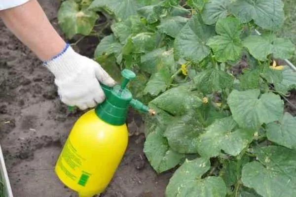Опрыскивание кустов от вредителей
