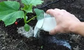 уход за огурцами