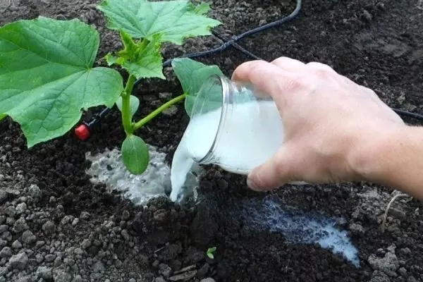 уход за огурцами