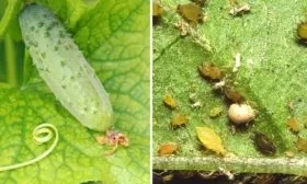 тля на огурцах