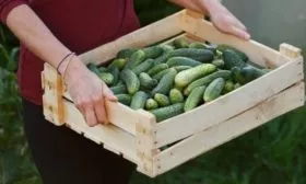 хранение огурцов