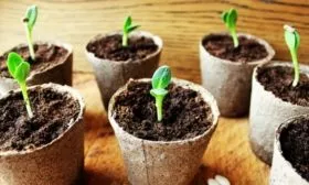 посев огурцов в торфяные горшки