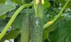 огурец дончак