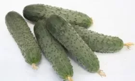 внешний вид огурцов дончак