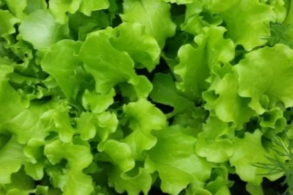 салат Изумрудное кружево