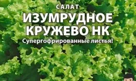 салат сорта Изумрудное кружево
