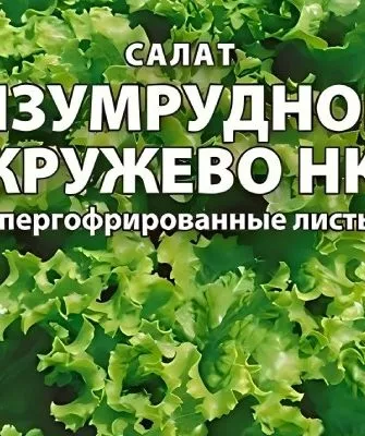 салат сорта Изумрудное кружево