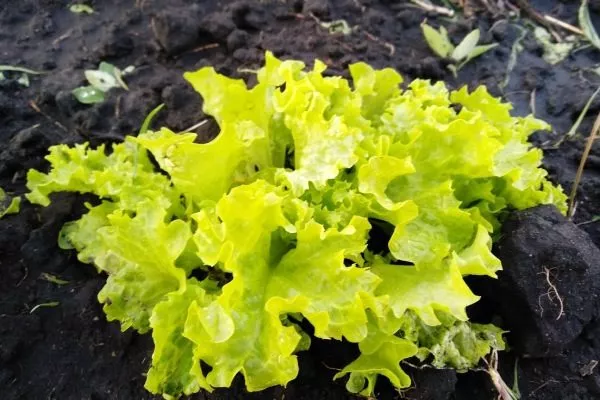 внешний вид салата