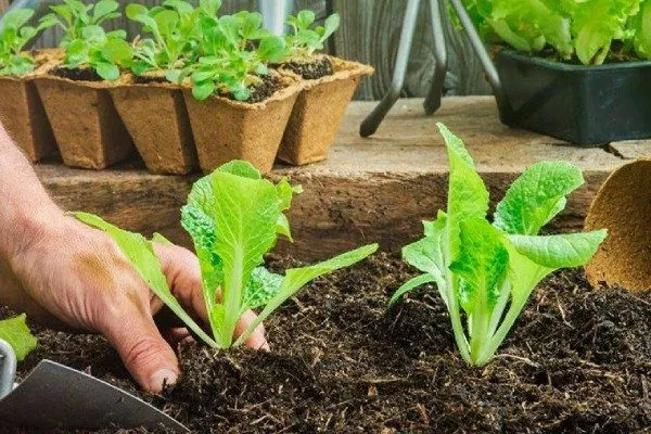 посадка салата листового на грядке