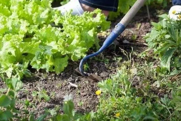 прополка салата на грядке