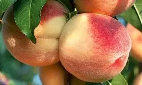 Персик Московский карлик