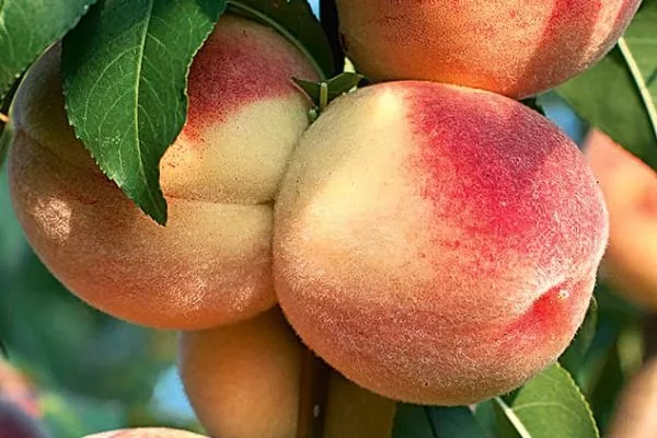 Персик Московский карлик