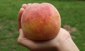 Персик сорта Московский карлик