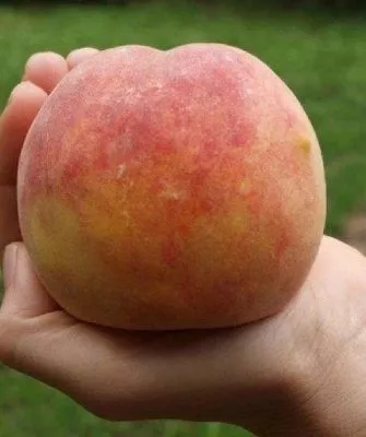 Персик сорта Московский карлик