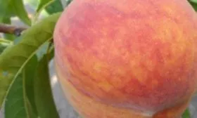 внешний вид персика