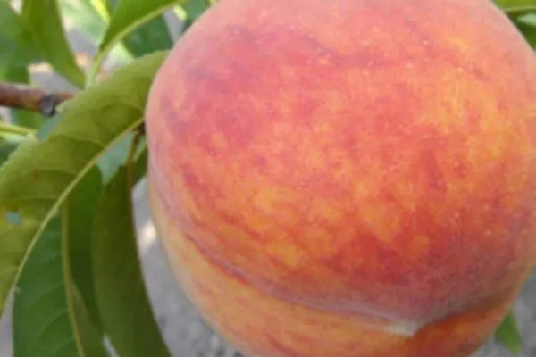 внешний вид персика