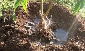 посадка персика