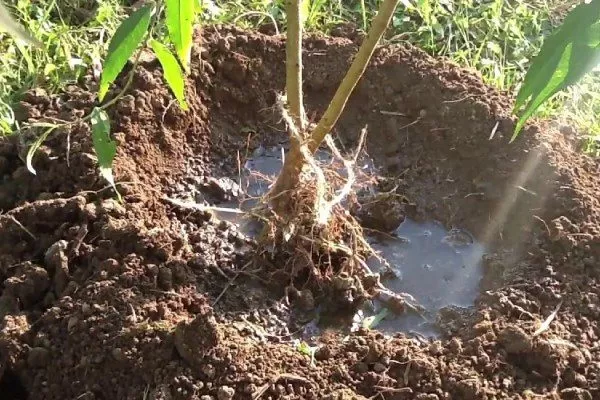 посадка персика